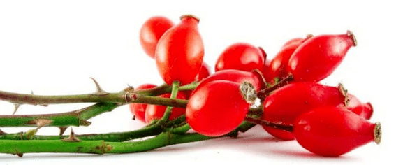 Rosehip berries with cystitis