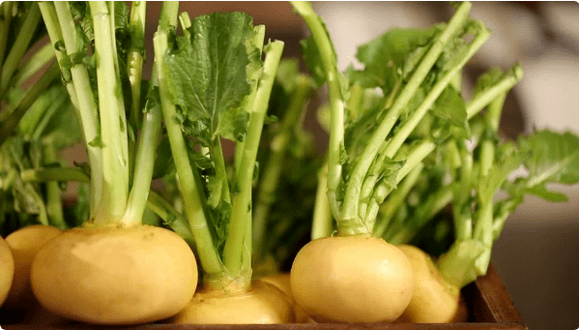 Turnip for cystitis